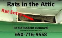 Rapid Rodent Removal image 17